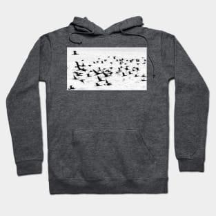 Birds in motion - flight. Hoodie